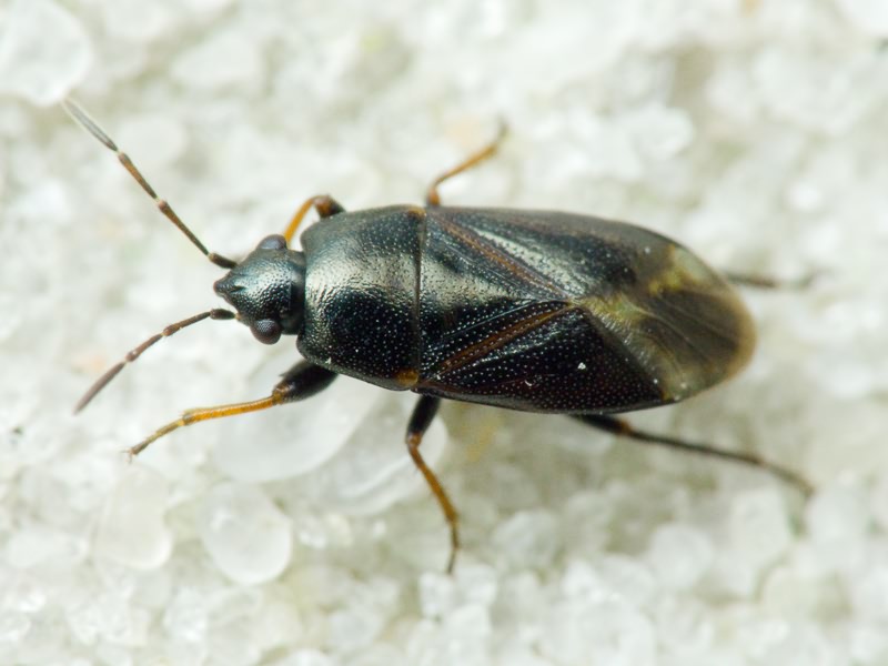 Lamprodema maura (Fabricius, 1803)